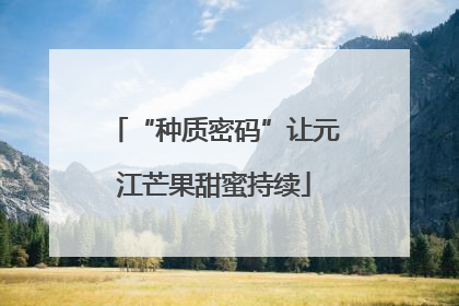 “种质密码”让元江芒果甜蜜持续