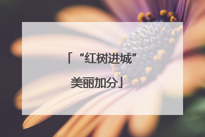 “红树进城” 美丽加分
