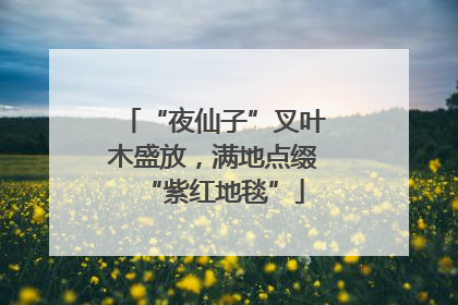 “夜仙子”叉叶木盛放，满地点缀“紫红地毯”