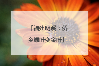 福建明溪：侨乡绿叶变金叶