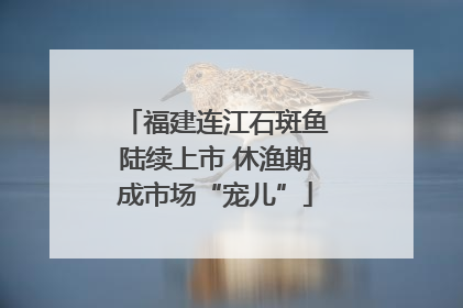 福建连江石斑鱼陆续上市 休渔期成市场“宠儿”