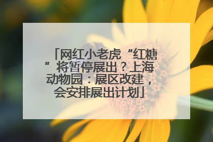 网红小老虎“红糖”将暂停展出？上海动物园：展区改建，会安排展出计划