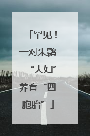 罕见！一对朱鹮“夫妇”养育“四胞胎”