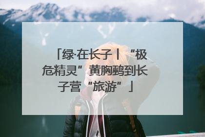 绿·在长子丨“极危精灵”黄胸鹀到长子营“旅游”