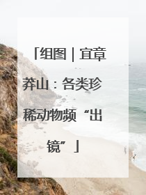 组图｜宜章莽山：各类珍稀动物频“出镜”