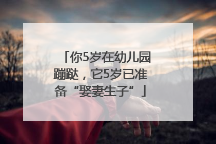 你5岁在幼儿园蹦跶，它5岁已准备“娶妻生子”