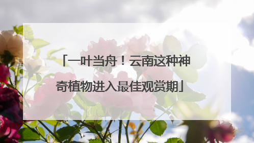 一叶当舟！云南这种神奇植物进入最佳观赏期