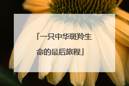 一只中华斑羚生命的最后旅程