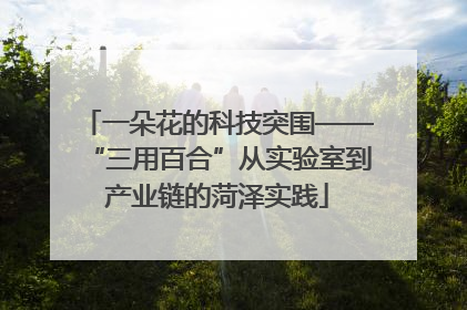 一朵花的科技突围——“三用百合”从实验室到产业链的菏泽实践