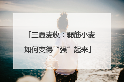 三夏麦收：弱筋小麦如何变得“强”起来