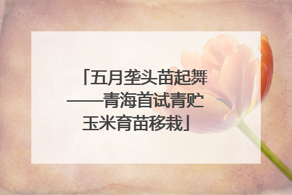 五月垄头苗起舞——青海首试青贮玉米育苗移栽