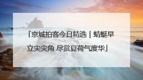 京城拍客今日精选｜蜻蜓早立尖尖角 尽赏夏荷气度华