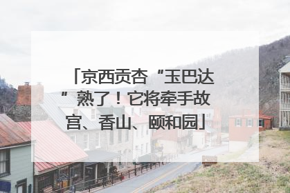 京西贡杏“玉巴达”熟了！它将牵手故宫、香山、颐和园