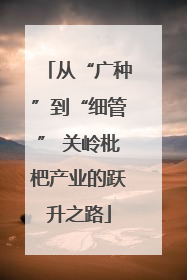 从“广种”到“细管” 关岭枇杷产业的跃升之路