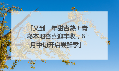 又到一年甜杏熟！青岛本地杏喜迎丰收，6月中旬开启尝鲜季