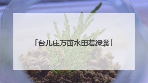台儿庄万亩水田着绿裳
