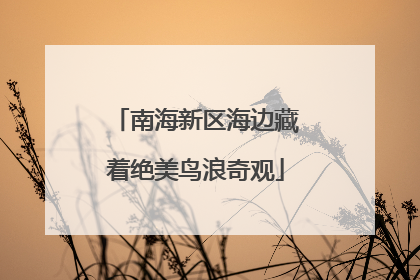 南海新区海边藏着绝美鸟浪奇观