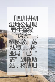 四川井研湿地公园现野生猕猴 “房客”：栖桥墩、荡线缆……林业局：已“请”到救助站，将放归自然