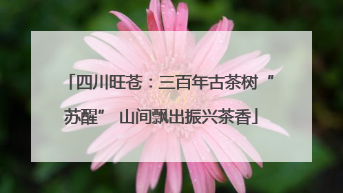 四川旺苍：三百年古茶树“苏醒” 山间飘出振兴茶香