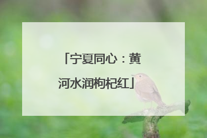 宁夏同心：黄河水润枸杞红