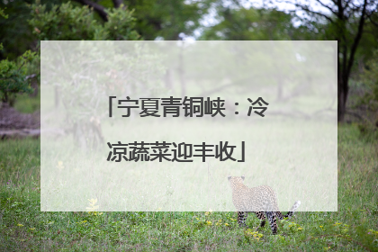 宁夏青铜峡：冷凉蔬菜迎丰收