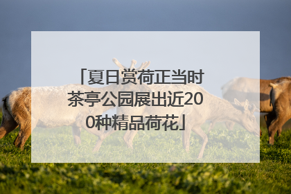 夏日赏荷正当时 茶亭公园展出近200种精品荷花