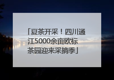 夏茶开采！四川通江5000余亩欧标茶园迎来采摘季
