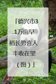 德兴市3.1万亩早稻长势喜人 丰收在望（图）