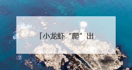 小龙虾“爬”出致富路 稻虾田“长”出金疙瘩