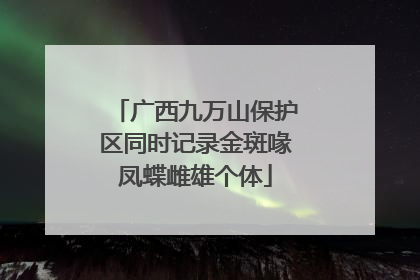 广西九万山保护区同时记录金斑喙凤蝶雌雄个体