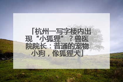 杭州一写字楼内出现“小狐狸”？兽医院院长：普通的宠物小狗，像狐狸犬