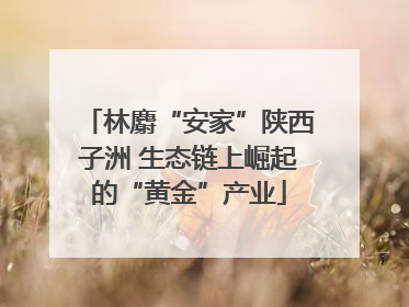 林麝“安家”陕西子洲 生态链上崛起的“黄金”产业