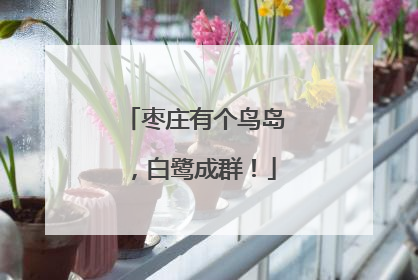 枣庄有个鸟岛，白鹭成群！