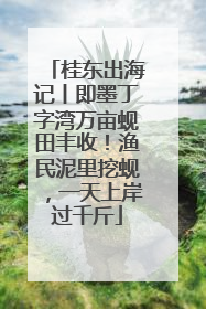 桂东出海记丨即墨丁字湾万亩蚬田丰收！渔民泥里挖蚬，一天上岸过千斤