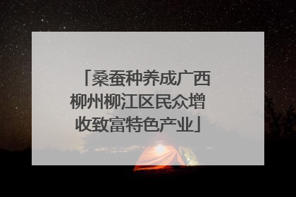 桑蚕种养成广西柳州柳江区民众增收致富特色产业