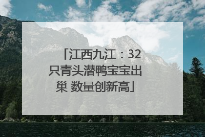 江西九江：32只青头潜鸭宝宝出巢 数量创新高