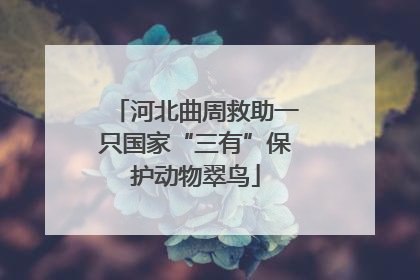 河北曲周救助一只国家“三有”保护动物翠鸟