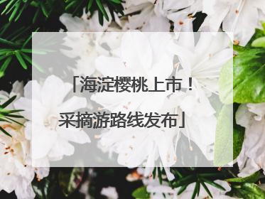 海淀樱桃上市！采摘游路线发布