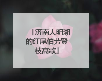 济南大明湖的红尾伯劳登枝高歌