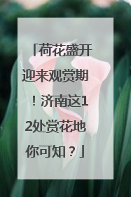荷花盛开迎来观赏期！济南这12处赏花地你可知？