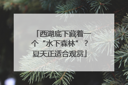 西湖底下藏着一个“水下森林”？夏天正适合观赏