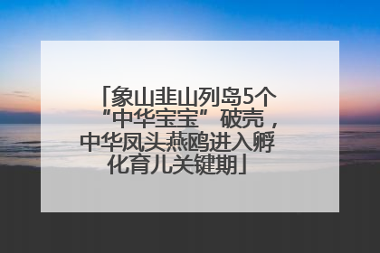 象山韭山列岛5个“中华宝宝”破壳，中华凤头燕鸥进入孵化育儿关键期
