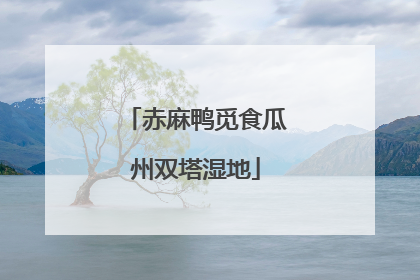 赤麻鸭觅食瓜州双塔湿地