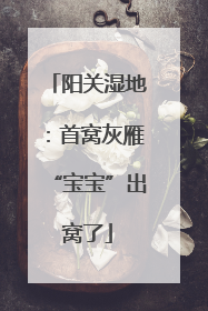 阳关湿地：首窝灰雁“宝宝”出窝了