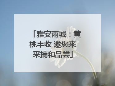 雅安雨城：黄桃丰收 邀您来采摘和品尝