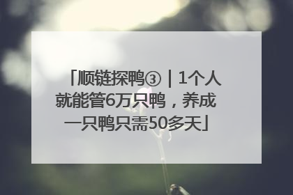 顺链探鸭③｜1个人就能管6万只鸭，养成一只鸭只需50多天
