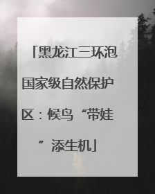 黑龙江三环泡国家级自然保护区：候鸟“带娃”添生机