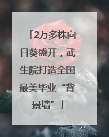 2万多株向日葵盛开，武生院打造全国最美毕业“背景墙”