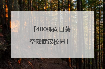 400株向日葵空降武汉校园