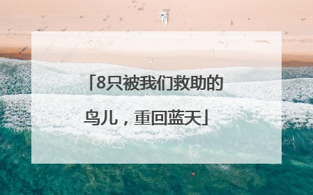 8只被我们救助的鸟儿，重回蓝天